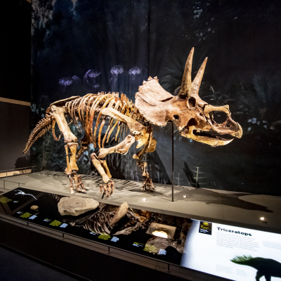 Triceratops_in_zaal_Dinotijd.jpg-704eebcc.png